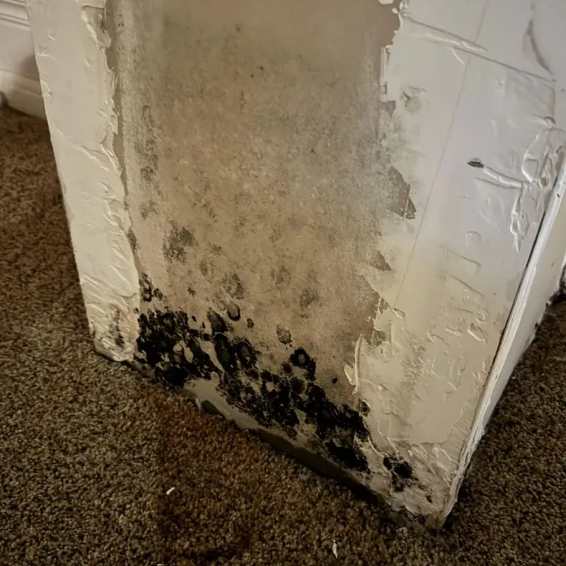 Professional Mold Removal in Northampton, PA